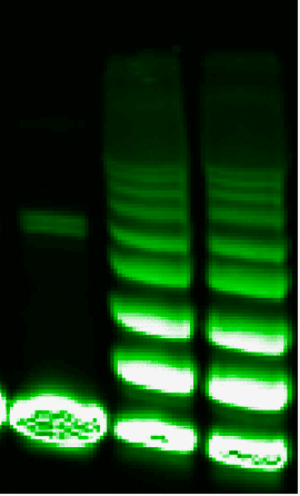 A ubiquitinated GFP protein