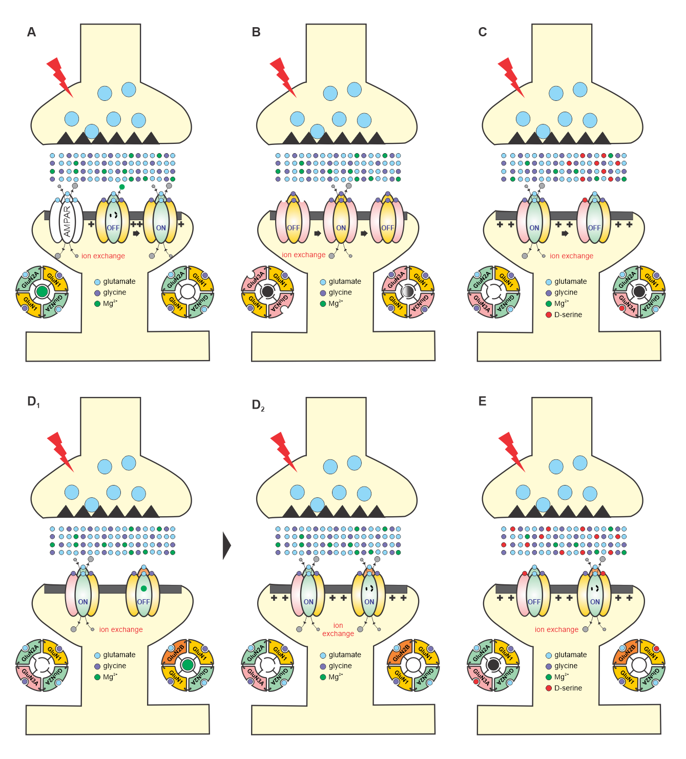 NMDAR subtypes