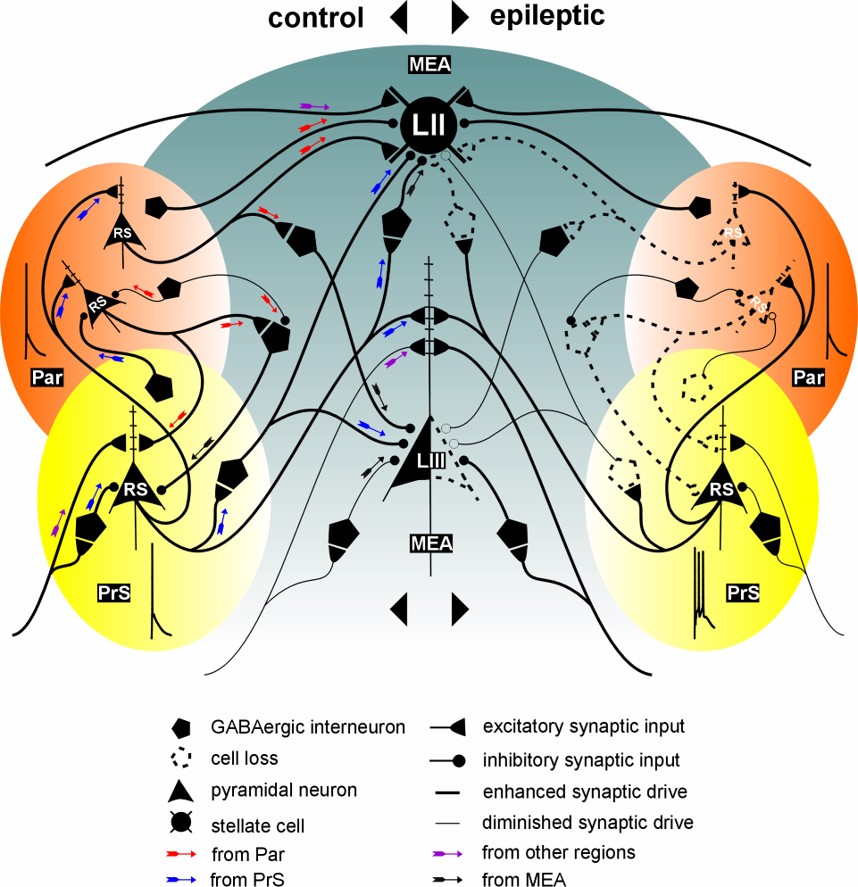 functional connectivity diagram