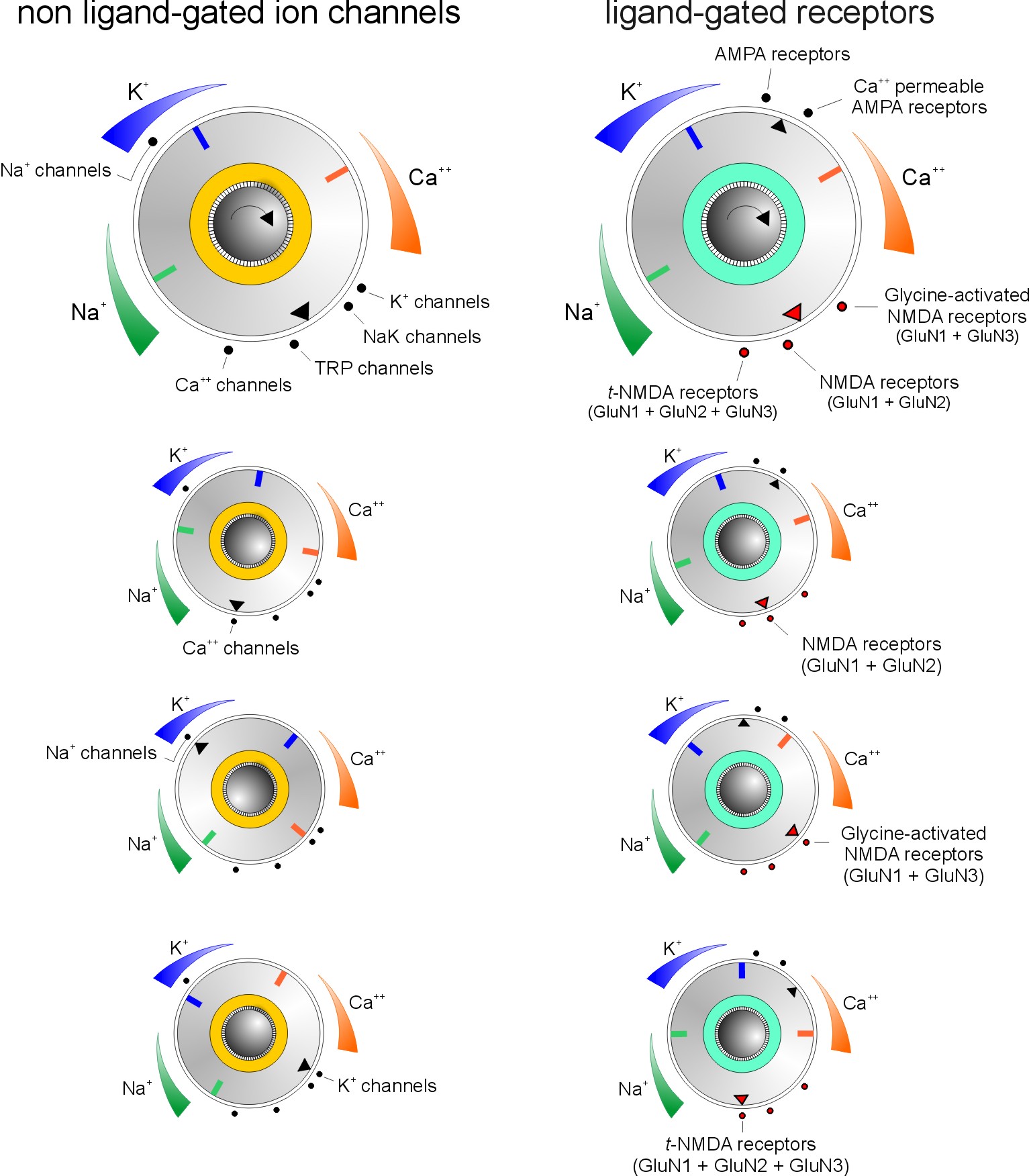 ion selectivity 