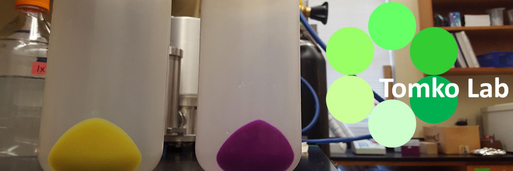 Bacterial pellets expressing GFP or mCherry