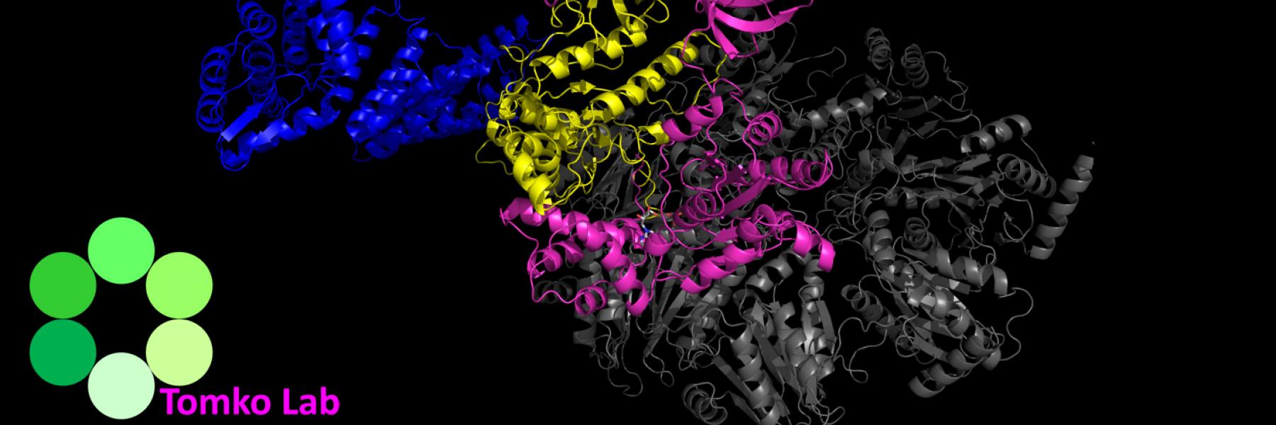 Rpn5 (blue) contacting Rpt6 (purple) and Rpt3 (Yellow) with the core particle (grey) below