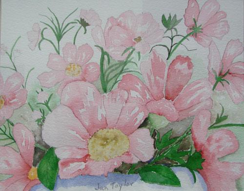 Pink Cosmos by Jan Taylor