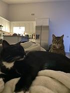 cats