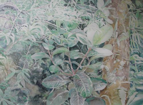 Rain Forest III