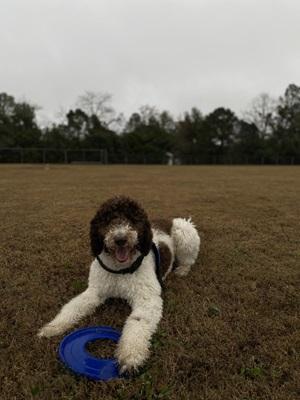image of brown and white labradoodle dog
