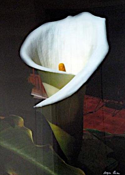 Costa Rica Lily by Roger Owen