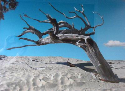 Shadow Dance by Roger Owen