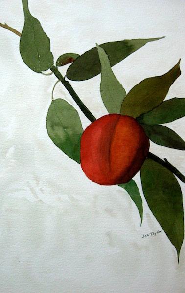 Lone Peach by Jan Taylor