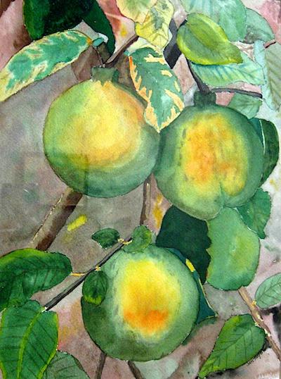 Asian Pear by Jan Taylor