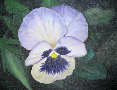 Pansy by Nancy Maudlin