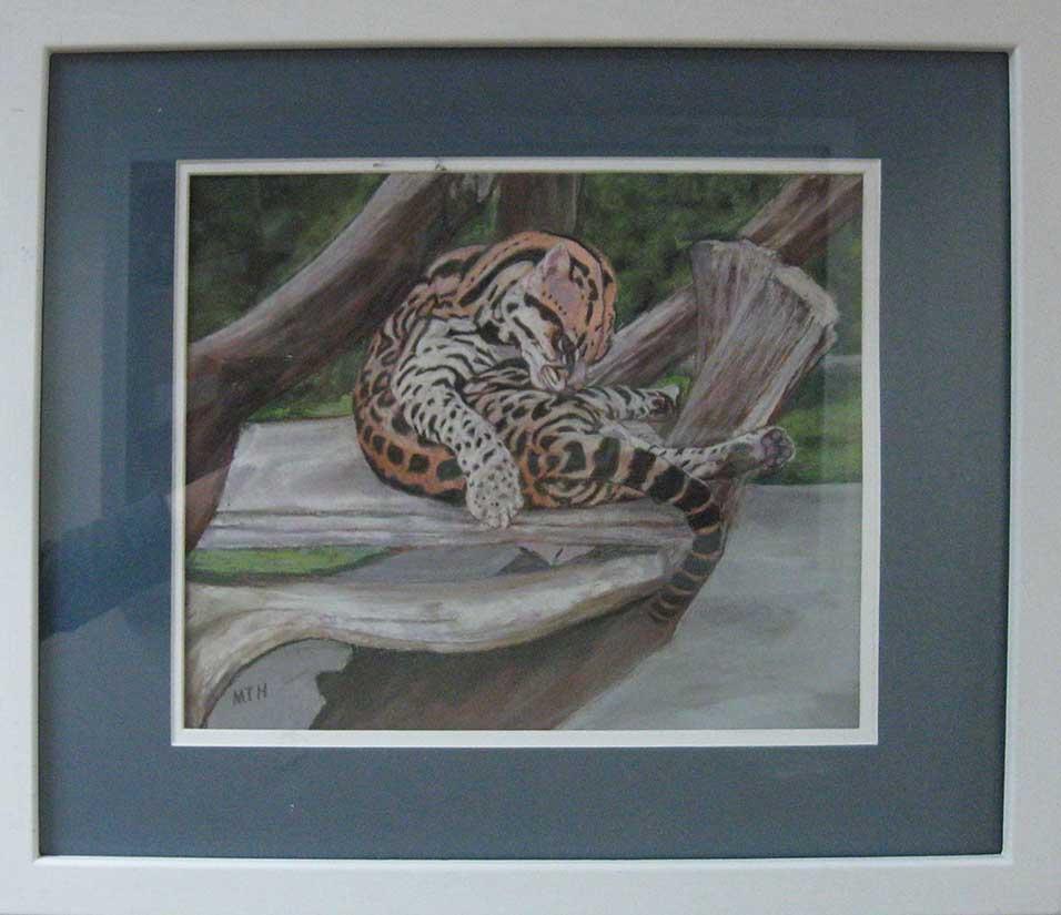 Ocelot Panama Zoo by Margaret Hamilton