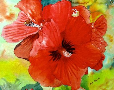 Orange Hibiscus by Jan Taylor
