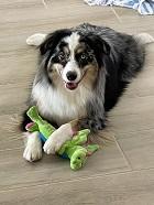 dog