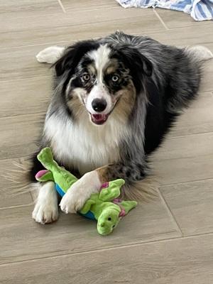 image of fluffy blue merle australian shepherd dog
