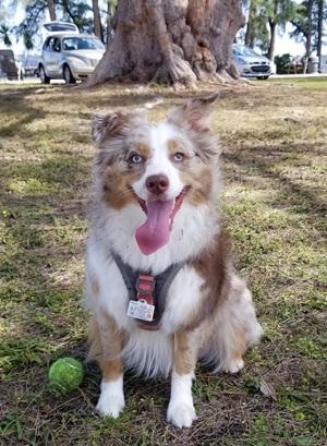 image of fluffy red merle australian shepherd dog