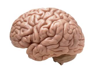 Human brain on white background