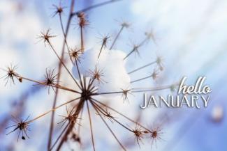 Snow on a dandelion skeleton with the caption 