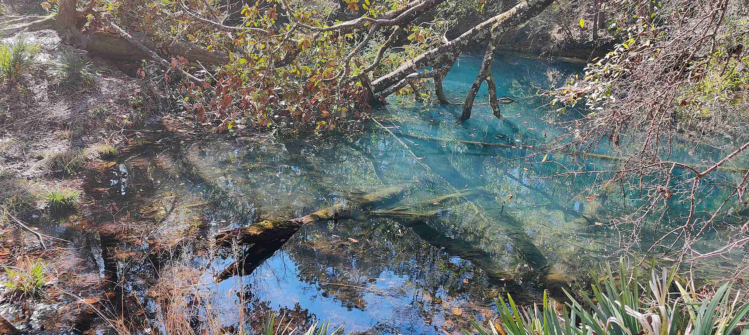 Leon Sinks Geological Area, Florida